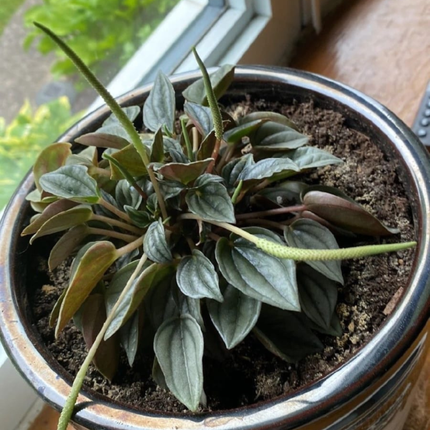 Peperomia Noche de Nápoles (Peperomia Napoli)  | Gardekin Chile