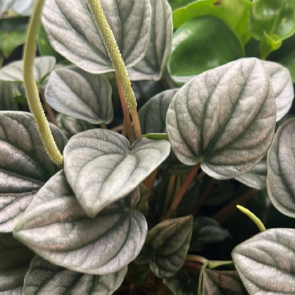 Peperomia Noche de Nápoles (Peperomia Napoli)  | Gardekin Chile