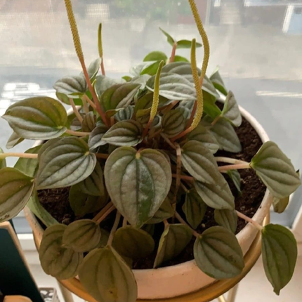 Peperomia Noche de Nápoles (Peperomia Napoli)  | Gardekin Chile