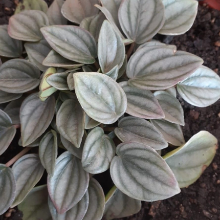 Peperomia Noche de Nápoles (Peperomia Napoli)  | Gardekin Chile