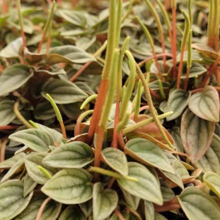 Peperomia Noche de Nápoles (Peperomia Napoli)  | Gardekin Chile