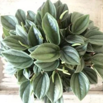 Peperomia Noche de Nápoles (Peperomia Napoli)  | Gardekin Chile