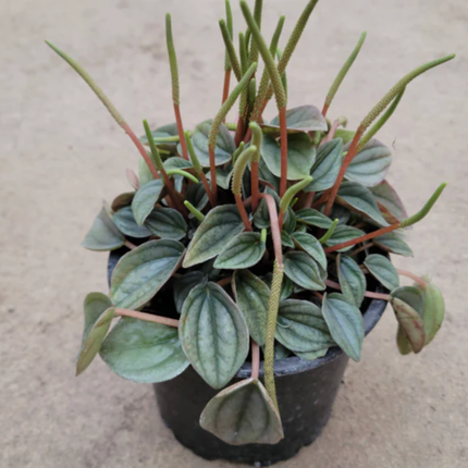 Peperomia Noche de Nápoles con hojas pequeñas grisáceas