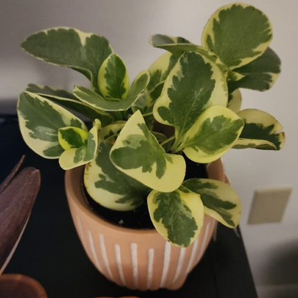 Peperomia obtusifolia variegada con bordes crema y verde