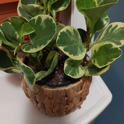 Peperomia Variegada (Peperomia Obtusifolia Var), Pequeña (M13) | Gardekin Chile