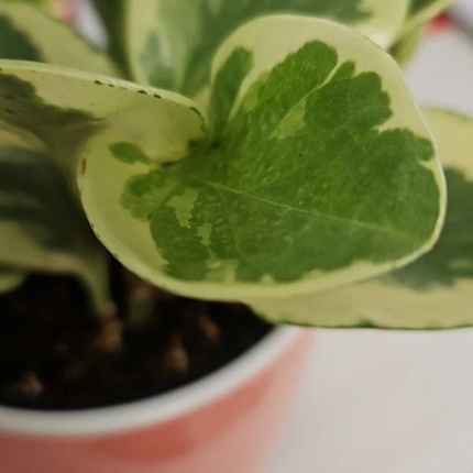 Peperomia Variegada (Peperomia Obtusifolia Var), Pequeña (M13) | Gardekin Chile