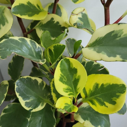 Peperomia Variegada (Peperomia Obtusifolia Var), Pequeña (M13) | Gardekin Chile