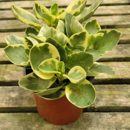Peperomia Variegada (Peperomia Obtusifolia Var), Pequeña (M13) | Gardekin Chile