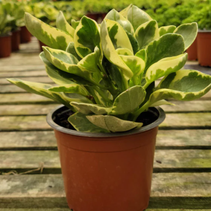 Peperomia Variegada (Peperomia Obtusifolia Var), Pequeña (M13) | Gardekin Chile