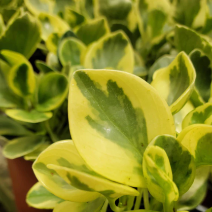 Peperomia Variegada (Peperomia Obtusifolia Var), Pequeña (M13) | Gardekin Chile
