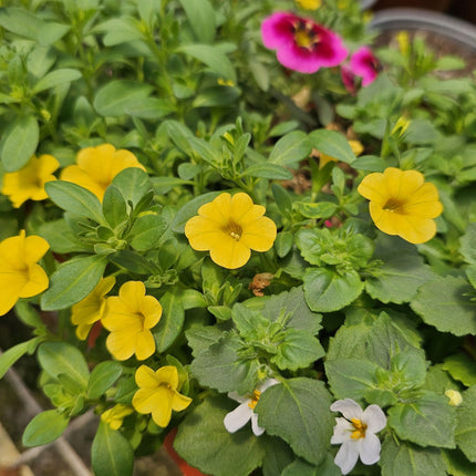 Petunia mini Calibrachoa en flor masiva para maceteros