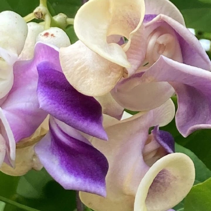 Enredadera de Caracol (Phaseolus Caracalla), Mediano Plus (M24)| Gardekin.com