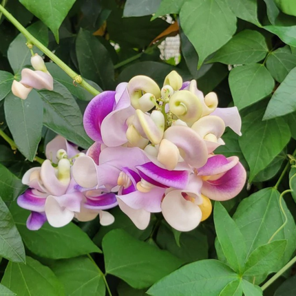 Enredadera de Caracol (Phaseolus Caracalla), Mediano Plus (M24)| Gardekin.com
