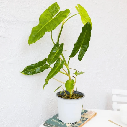 Philodendron Paraíso Verde con variegación verde claro jaspeada