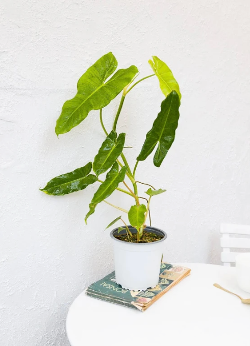 Philodendron Paraíso Verde con variegación verde claro jaspeada