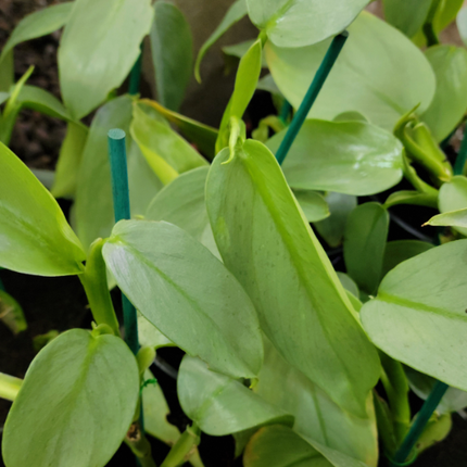 Philodendron hastatum Silver Sword de hojas color gris metálico