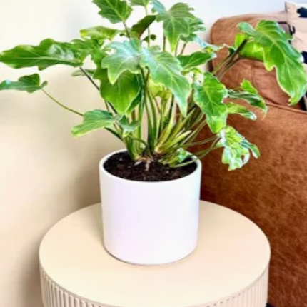 Philodendron Xanadu de follaje denso y recortado para interior