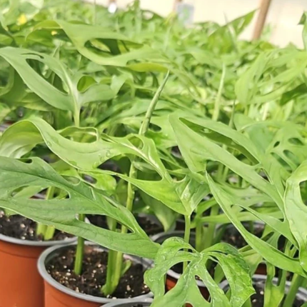 Piña Anona (Philo Adansonii); Mediana Plus (M17)  | Gardekin Chile