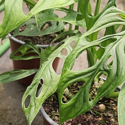 Monstera Adansonii con hojas perforadas en formato mediano