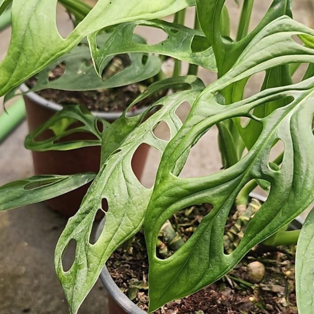 Monstera Adansonii con hojas perforadas en formato mediano