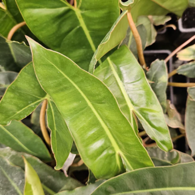 Philodendron Billietiae con hojas alargadas y tallos naranja
