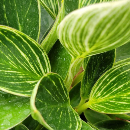 Philodendron Birkin con rayas blancas simétricas sobre verde