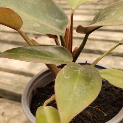 Philodendron Black Cardinal con hojas burdeos casi negras