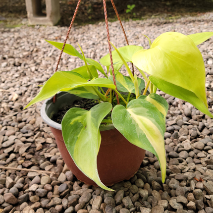 Filodendro Brasil Philodendron hederaceum, hojas con rayas amarillas