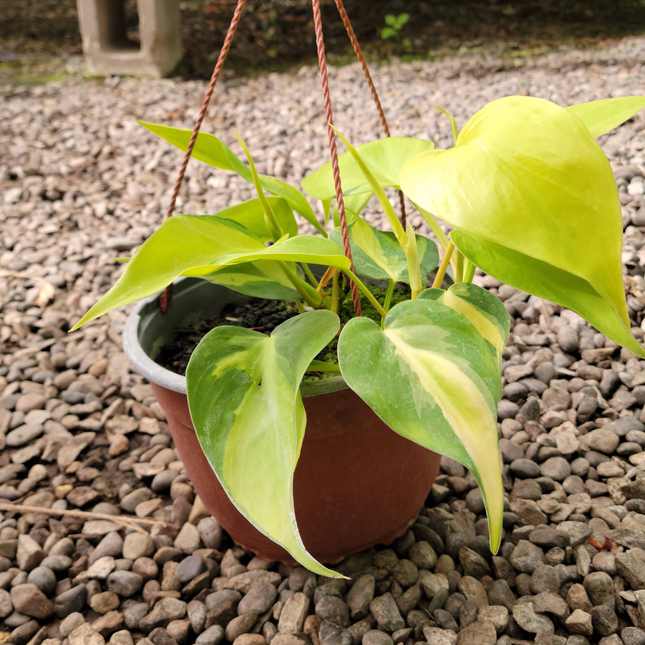 Filodendro Brasil Philodendron hederaceum, hojas con rayas amarillas