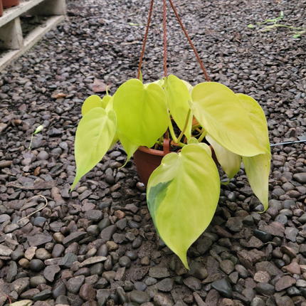 Philodendron Lemon Lime (Philo Cordatum lemon lime), Mediano (M15)  | Gardekin Chile