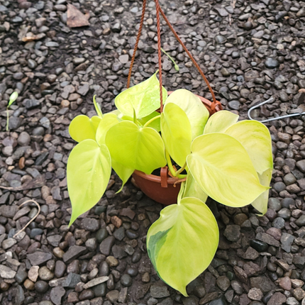 Philodendron Lemon Lime (Philo Cordatum lemon lime), Mediano (M15)  | Gardekin Chile