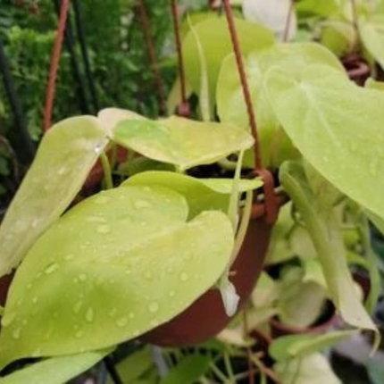 Philodendron Lemon Lime (Philo Cordatum lemon lime), Mediano (M15)  | Gardekin Chile