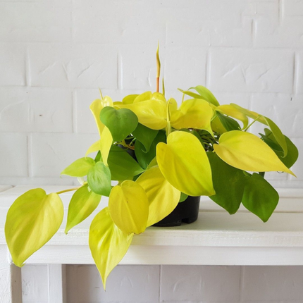 Philodendron Lemon Lime (Philo Cordatum lemon lime), Mediano (M15)  | Gardekin Chile