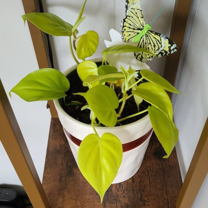 Philodendron Lemon Lime (Philo Cordatum lemon lime), Mediano (M15)  | Gardekin Chile