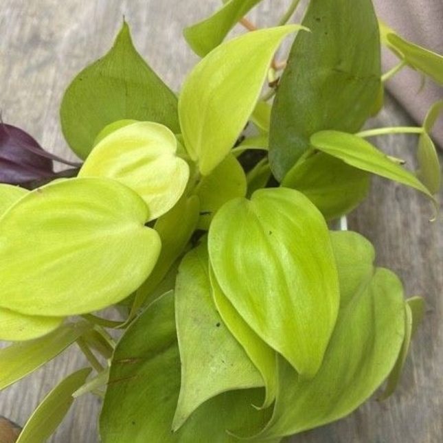 Philodendron Lemon Lime (Philo Cordatum lemon lime), Mediano (M15)  | Gardekin Chile