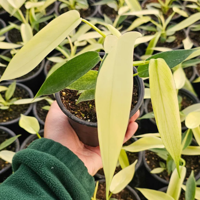 Filodendro Florida Ghost  (Philo Florida Ghost); Pequeña (M10)  | Gardekin Chile