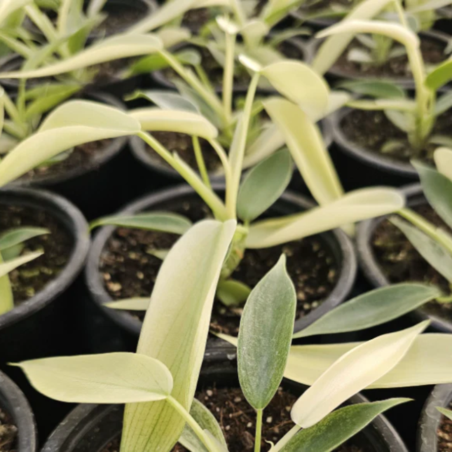 Philodendron Florida Ghost con hojas nuevas blancas fantasmales