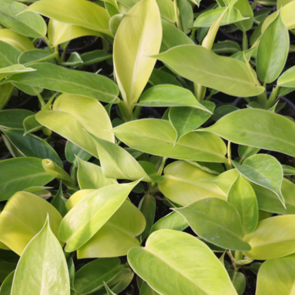 Philodendron Imperial Golden de porte compacto y hojas doradas