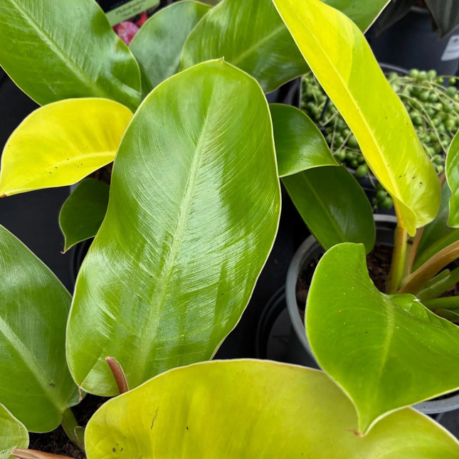 Filodendro Imperial Golden  (Philo Imperial Golden); Pequeño (M10)  | Gardekin Chile