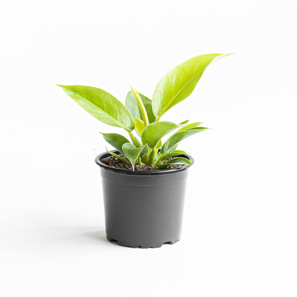 Filodendro Imperial Golden  (Philo Imperial Golden); Pequeño (M10)  | Gardekin Chile
