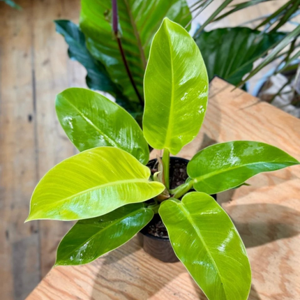 Filodendro Imperial Golden  (Philo Imperial Golden); Pequeño (M10)  | Gardekin Chile