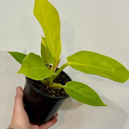 Filodendro Imperial Golden  (Philo Imperial Golden); Pequeño (M10)  | Gardekin Chile