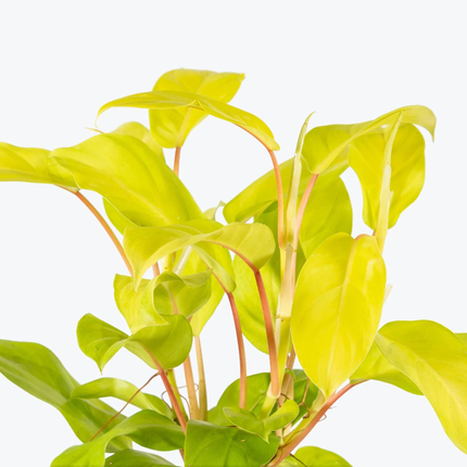 Filodendro Oro Malayo (Philo Malay Gold); Pequeño (M10)  | Gardekin Chile