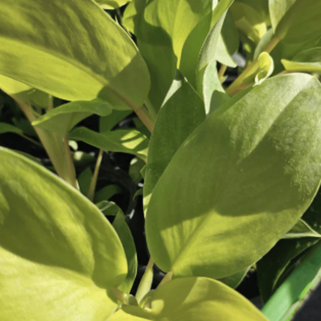 Philodendron Malay Gold de color amarillo limón brillante