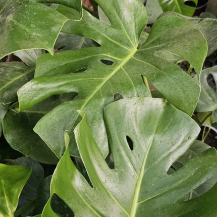 Monstera Deliciosa con hojas grandes fenestradas para salón