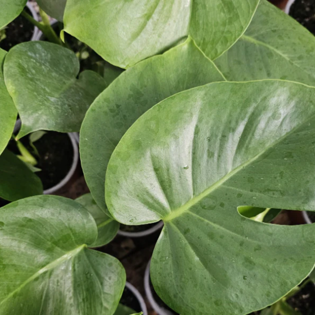 Monstera (Philo Monstera)   | Gardekin Chile