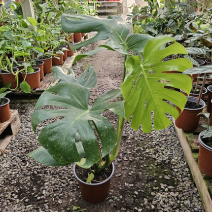 Monstera Deliciosa | Gardekin.com
