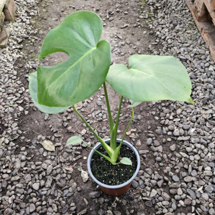 Monstera Deliciosa | Gardekin.com
