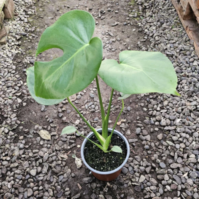 Monstera (Philo Monstera)   | Gardekin Chile