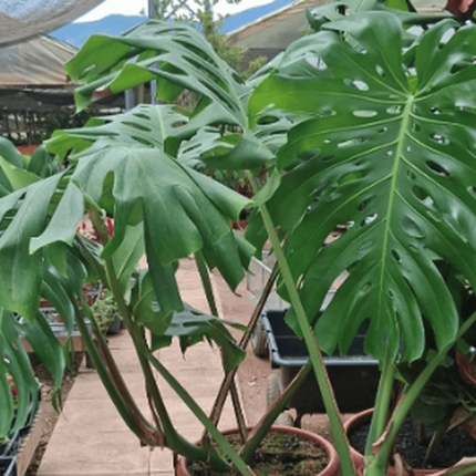 Monstera Deliciosa | Gardekin.com
